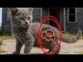 Download Lagu Emotional Rescue Story: Striped Kitten Rescued from Honeycomb at Old Abandoned House.
