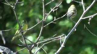 صوت سرب من طائر النعار في الطبيعة 