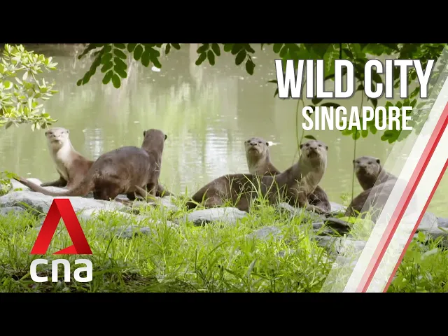 Singapore's Hidden Wildlife | Wild City | Full Episode