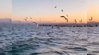 إذا ألقى الزمان عليك شرا كاظم الساهر 