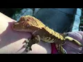 Crested gecko sings to and bites human arm