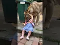 Download Lagu Sher chhoti bacchi ko Ghar se utha laya #tiger #lionking #animals #lion #ytshorts  #viralvideo
