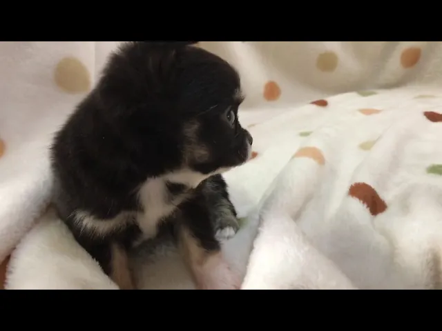 動画