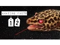 12 AMAZING FACTS ABOUT LEOPARD GECKOS