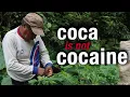 The SACRED South American COCA leaf - indigenous communities