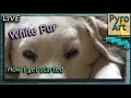 Lagu Pyrography: Wood Burning white thick dog Fur // How I start my layout to make burning easier 🔥