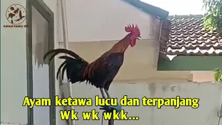 suara ayam ketawa bunyi ayam berkokok lucu dan terpanjang