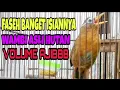 MANTAB Wambi GACOR Full ISIAN Mewah COCOK buat MASTERAN Mp3 Song Download