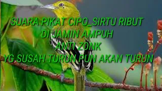 Download SUARA PIKAT CIPO_ SIRTU RIBUT...di jamin ampuh anti ZONK...di jamin dapat bayak MP3