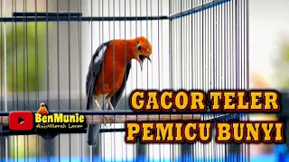 anis merah gacor teler mampu buat anis merahmu cepat gacor pancingan anis merah teler