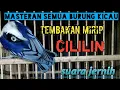 Download Lagu rambatan doraemon gacor-masteran burung kicau