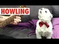 Howling Howlers Funny Pet Compilation