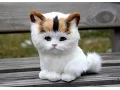 Adorable Cats Compilation - Most Beautiful Cats In The World