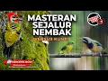 Lagu Masteran Burung Kolibri Manggar Gacor Satu Jalur vs Cucak Cungkok Gacor Isian Kunti Full Tembakan