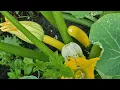De cirkelvormige moestuin volgroeid
