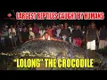 Download Lagu Lolong, the huge crocodile - largest reptiles captured - 😲 look at the pinned comment #shorts