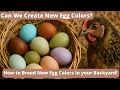 Can We Create New Egg Color How to Breed New Chicken Egg Colors