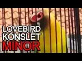 Download Lagu LOVEBIRD NGEKEK SPEED LAMBAT MINOR