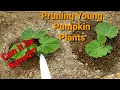 Pruning a young pumpkin plant and how I start to prune a double vine