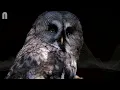 Owl Sounds To Scare Rats | HQ