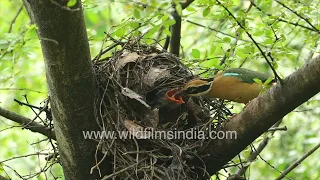 Indian Pitta or Navrang chicks at nest in north Indian monsoon: One of India's most beautiful birds