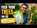 How To Feed Your Fruit Trees