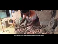 Biotechnology Potato Partnership