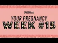 Your pregnancy 15 weeks