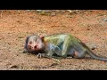 Download Lagu Oh Today, the little monkey cried and lay down on the ground. God wanted milk.