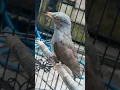 Download Lagu suara burung kedasih paling ampuh untuk menaikkan emosi burung kedasih lain