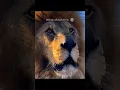 Download Lagu Lion Roar 💀
