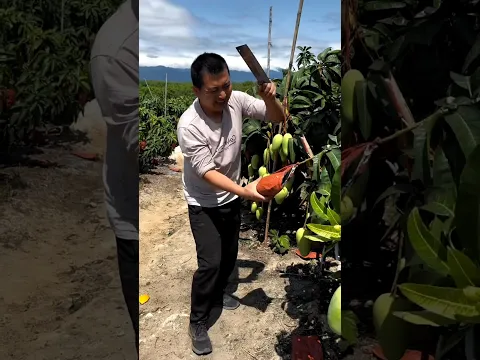 Mango performance work with rural farming life #shorts
