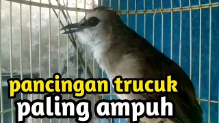 Download suara pancingan trucuk betina memanggil jantan ampuh jadikan burung trucukan nyaut  gacor seketika MP3