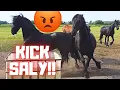 KICK! Another great escape! Let's look at it from a different angle. Making silage | Friesian Horses