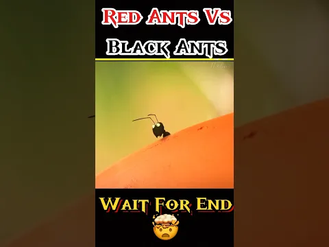 Red Ants Vs Black Ants 🐜 | animation story in Hindi | #ants #vs #anmation #story