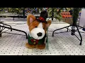 Animated Darling Dancing Corgi Gemmy Christmas 2023