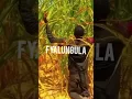 Download Lagu Chester MorePower - Fyalungula Tata