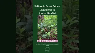 Believe In Forest Fairies Day 181 Of The Earth Converse Seed Drop In 2025 
