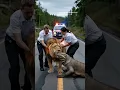 Download Lagu Lion and Komodo Dragon Have an Unexpected Road Encounter