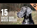 Top 15 great Dane Mix Breeds Dog World