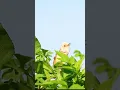 Download Lagu Penjelasan Lagu \u0026 Panggilan Burung Cisticola Berkepala Emas | Vokalisasi Burung Unik \u0026 Pertunjukan Pacaran