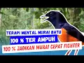 Pancingan mental murai batu Paling Ampuh, Sekali Putar Murai Manapun Emosi Bongkar Isian Fighter