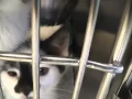 Morrison County Humane Society animals for Christmas adoption 12-20-14