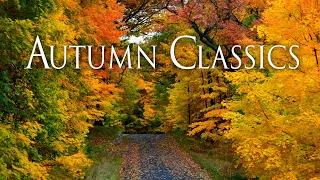 Stunning Autumn Colors: A Peaceful Journey Through the Forest 4K