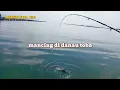 Lagu Spot mancing terbaik! Mancing ikan nila di danau toba @nurjamancapilano7432