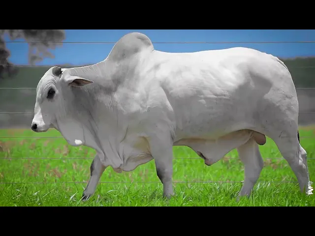 Touro Nelore ACNN - 441