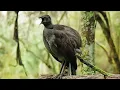 Download Lagu Burung Langka, Suara Yang Indah Juga Pinter Menari