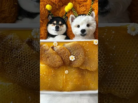 ASMR - Manyu & XiaoBai's Little Bee SPA | A Cozy Honey Day