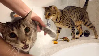 Kitties Get Groomed!