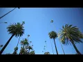 Palm Tree Stock Footage - Free 4K